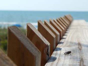 Housefly on wooden fence against sea during sunny day