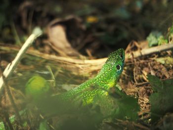 Close-up of lizard on field