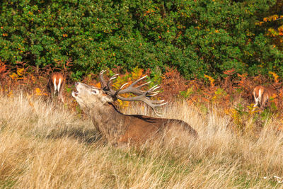 View of deer in forest