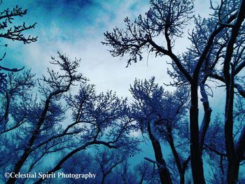 Low angle view of trees against sky