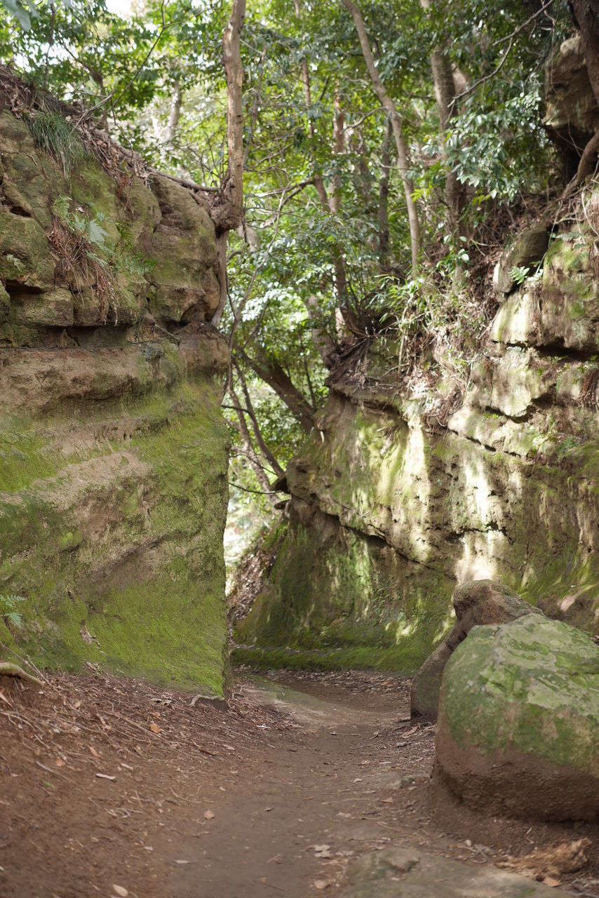 VIEW OF TREES GROWING IN FOREST