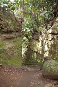 Trees growing in forest