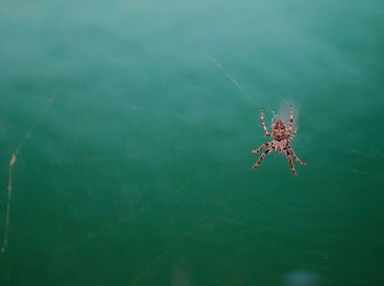 Close-up of spider