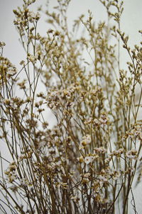 Close-up of white flowering plants on field