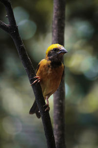 Close-up of bird perching on branch