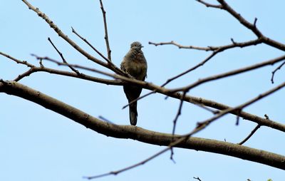 Low angle view of bird perching on branch