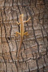 Close-up of lizard on tree trunk