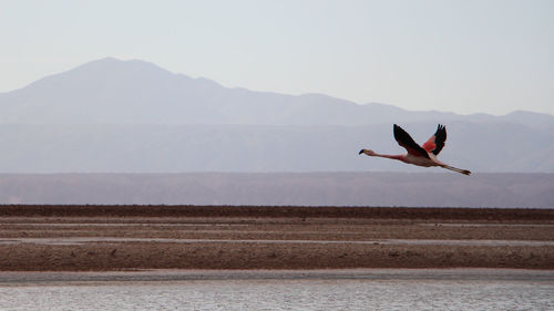 Flamingo flying over lake against sky