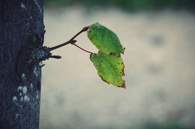 Close-up of leaves on tree trunk