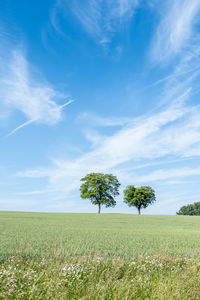 Plants on field against sky