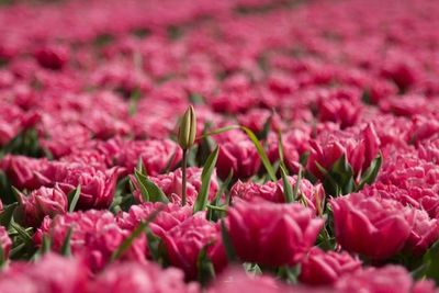 Full frame shot of pink flowers