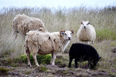 Sheep standing amidst plants on field