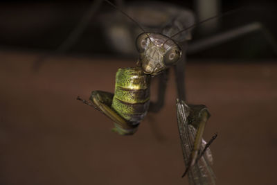 Extreme macro, praying mantis eating a grasshopper, black background