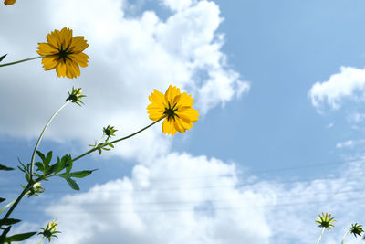 Low angle view of yellow flowering plant against sky