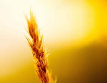 Close-up of plants at sunset