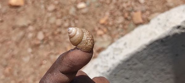 Close-up of hand holding leaf