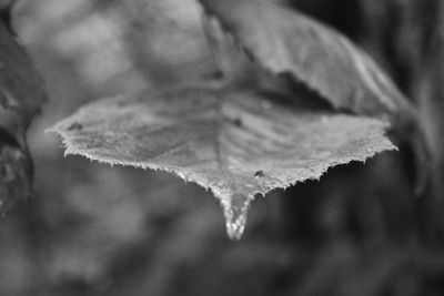 Close-up of dry maple leaf during winter