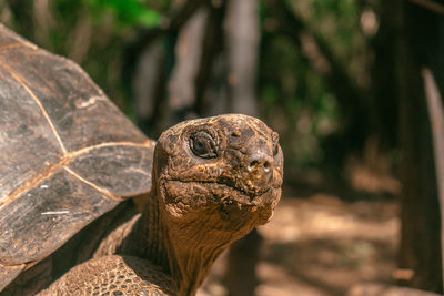 Close-up of a turtle