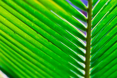 Full frame shot of palm leaves