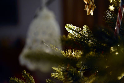 Close-up of christmas tree