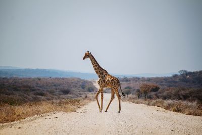 Giraffe standing on desert against sky