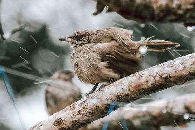 Close-up of bird perching on a tree