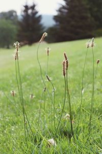 Close-up of flowering plants on field