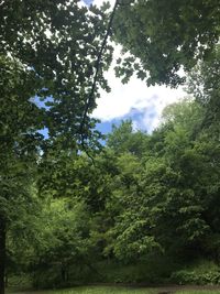 Trees in forest against sky