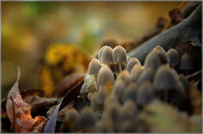 Close-up of mushrooms