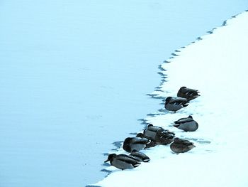 Birds at water's edge in the snow