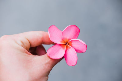 Close-up of hand holding pink flower