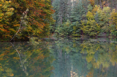 Scenic view of lake in forest