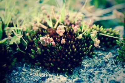 Close-up of flowers