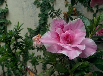 Close-up of pink flower