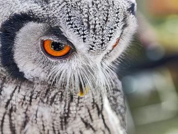 Close-up portrait of a owl