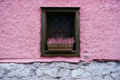 Close-up of pink window