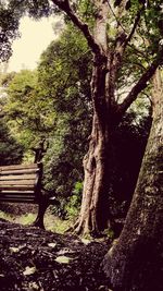 Low angle view of trees