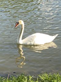 Swan swimming in lake