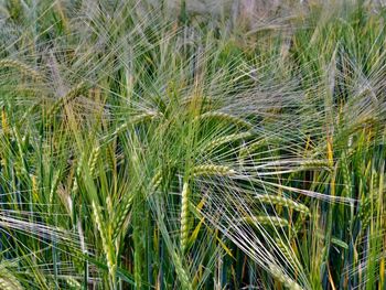 Full frame shot of corn field