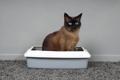 Cat sitting in cat toilet or litter box 