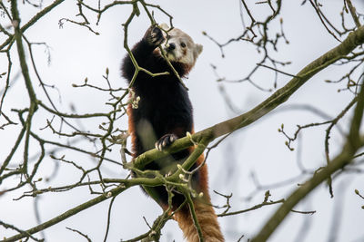 Low angle view of monkey on tree