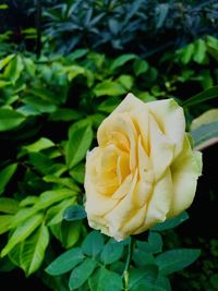 plant