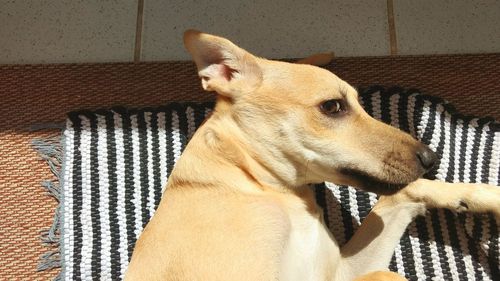 Close-up of dog on sofa at home