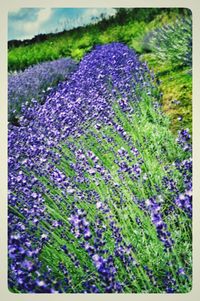 Close-up of lavender growing on field