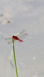 Close-up of dragonfly on plant against sky