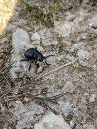 High angle view of insect on field