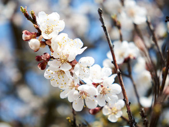 Close-up of cherry blossom