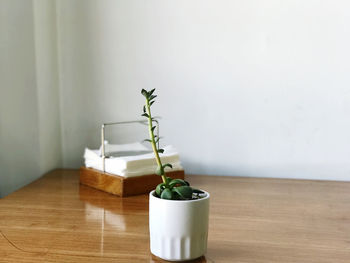 Potted plant on table at home