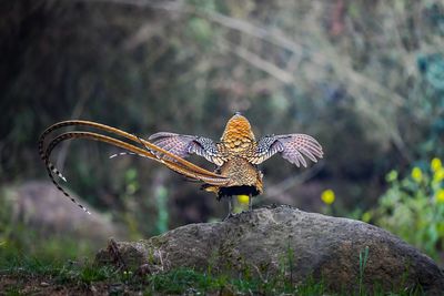 Rear view of pheasant perching on rock