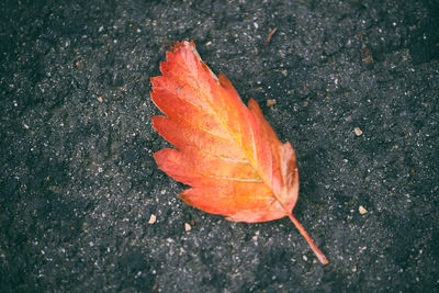 High angle view of maple leaf on autumn leaves
